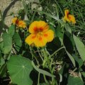 Tropaeolum majus (Garden Nasturtium) - CLICK TO ENLARGE PHOTO